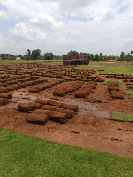 Lawn 2